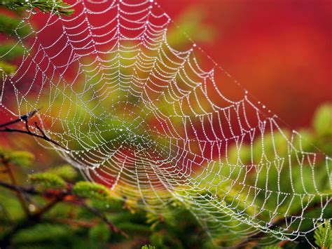 Micro Photography Of Spider Web Hd Wallpaper Wallpaper Flare