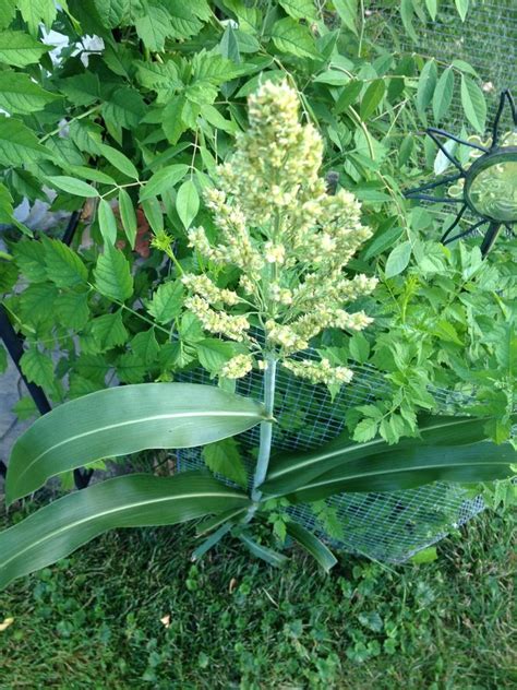 Maybe you would like to learn more about one of these? What Kind Of Flower Has A Stalk Like Corn | Flowers Forums