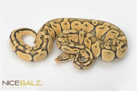 Pastel Orange Ghost Ball Python For Sale Python Morphs Online Buy