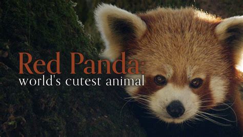 Red Panda Worlds Cutest Animal