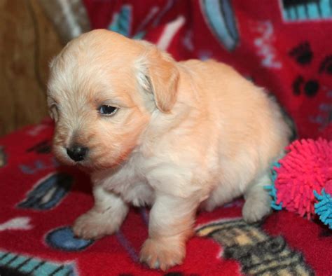 Get a boxer, husky, german shepherd, pug, and more on kijiji, canada's #1 local looking for a new puppy. Puppies for sale - Alabama Havanese