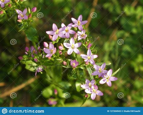 Centaury Flower In The Forest With Light Purple Blossom