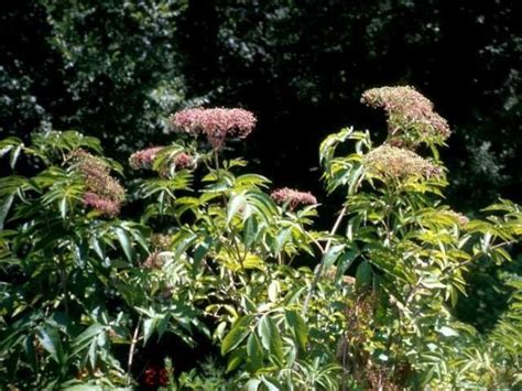 Missouri botanical garden, plant finder. Common elderberry, American black elderberry, American ...