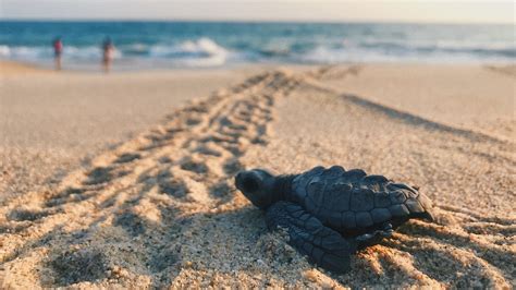 How To Protect Sea Turtles And Their Nests Popular Science