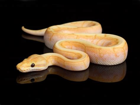 Coral Glow Spinner Morph List World Of Ball Pythons