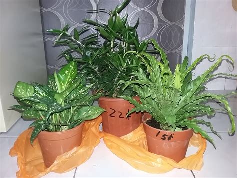 Hiasan dalam air rumah untuk tanaman plant acm spider. Pokok Dalam Rumah | Desainrumahid.com