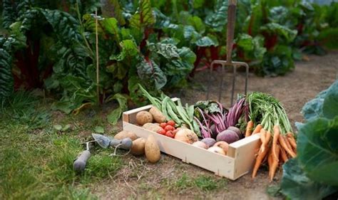 Grow Your Own The 20 Quickest Fruit And Veg To Grow In Your Garden Uk