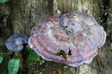 Louisiana Mushroom Identification The Complete Hunting Guide Peachtown