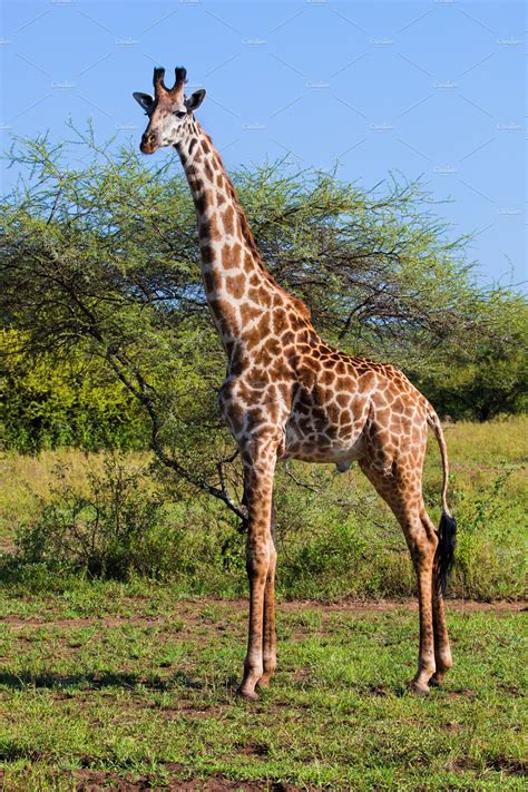 Giraffe On African Savanna ~ Animal Photos ~ Creative Market