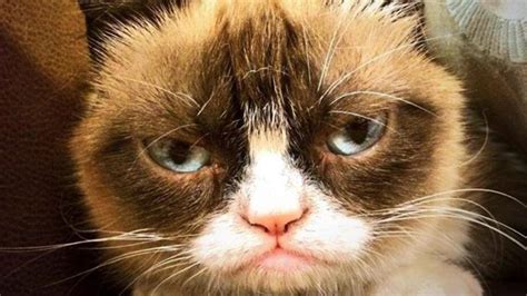 Grumpy Cat Dies Age Seven The Courier Mail
