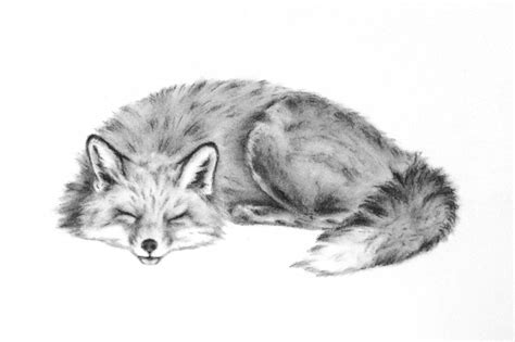 Sleeping Fox Art Original Charcoal Drawing Animal By Jaclynsstudio