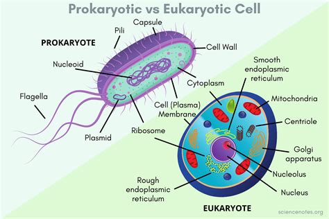 Prokaryotic Vs Eukaryotic Cells Similarities Differences Sciencing