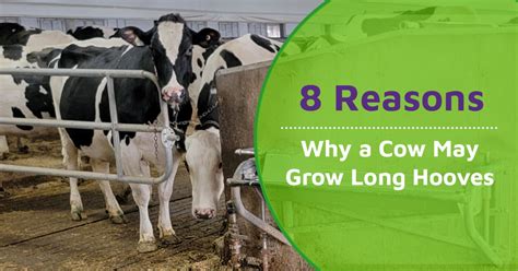 8 Reasons Why A Cow May Grow Long Hooves