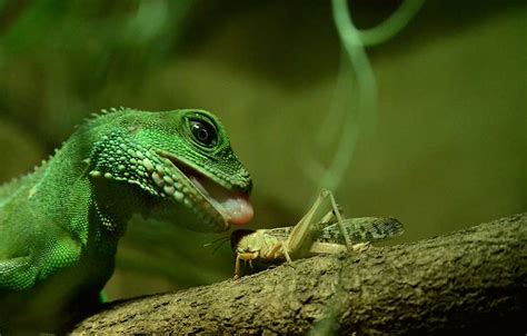 How big do chinese water dragons get? Chinese Water Dragon Facts and Pictures