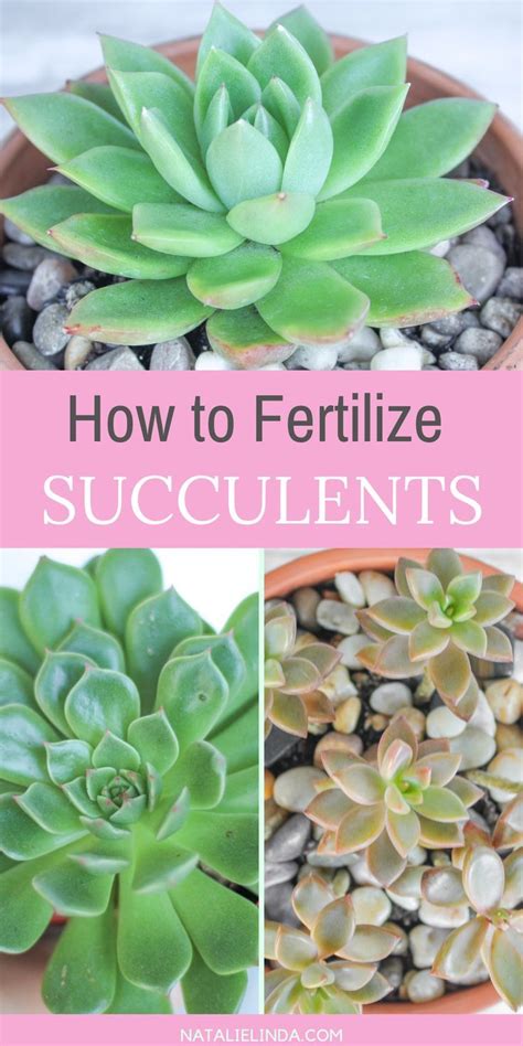 Fertilizing Succulents How And When Natalie Linda Succulent