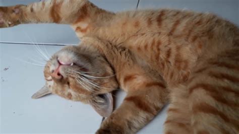 Kucing Lucu Banget Foto Anak Kucing Lucu Dan Imut Imut Kucing Co