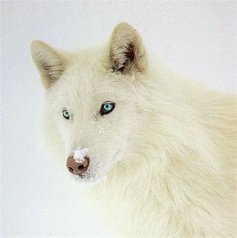 33 best images about white wolves with bright blue eyes on Pinterest