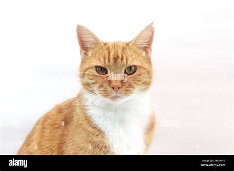 Adult Female Ginger Cat Felis Catus Staring At The Camera Against