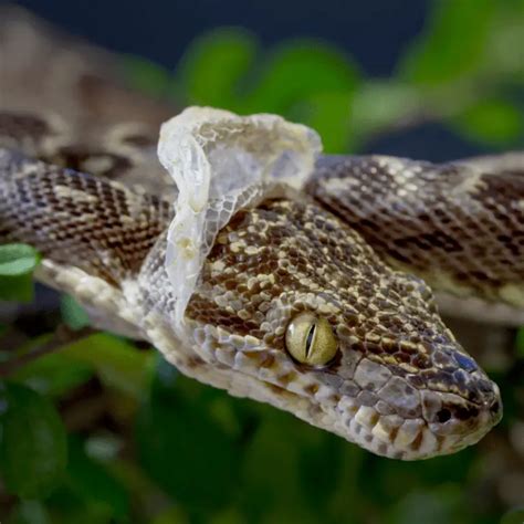 How Often Do Snakes Shed Their Skin Shedding Process Petrapedia