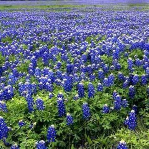 Bluebonnet is the state flower of texas. Lupinus texensis or Texas Bluebonnet 10 seeds | eBay
