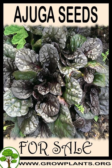 Our outdoor weed seeds are of the highest quality and have more than 60 varieties always in stock for the lowest price and the best yield. Ajuga seeds for sale - Grow plants