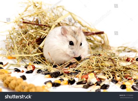Jungar Hamster On A White Background Of Dry Grass And Nuts Stock Photo