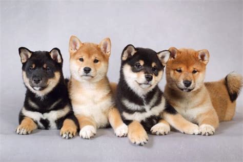 10 Best Shiba Inu Breeders 2024 Updated Happy Dog Breeds