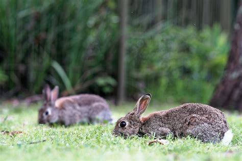 Two Brown Rabbits Eating Some Grass Rabbit Scout