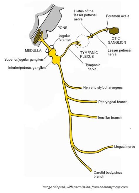 The Glossopharyngeal Nerve Cn Ix Course Sensory Teachmeanatomy