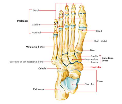 Navicular Bone Anatomy Earths Lab