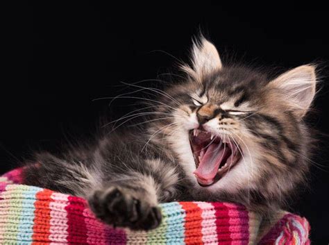 Ob und wie lange man seine katze alleine lassen kann, hängt von vielen faktoren ab. Zahnwechsel: Wann Katzen ihr festes Gebiss bekommen