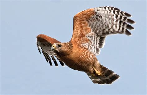 Bay Nature Magazine Hear The Clarion Call Of The Red Shouldered Hawk