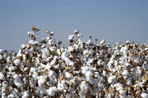 Basf Enhances Cottonseed Seed Treatment Packages Offering Growers A