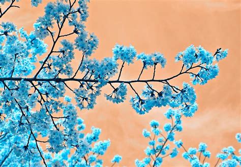 Blue Blossoms By Vitoz Redbubble