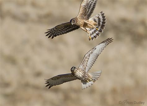Look what the peregrine did to my head. she said: Red-tailed Hawk Versus Northern Harrier - Aerial ...