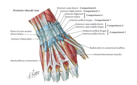 Wrist Anatomy Msk Learning Portfolioupper Limbs