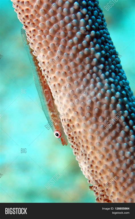 Whip Coral Goby Image And Photo Free Trial Bigstock