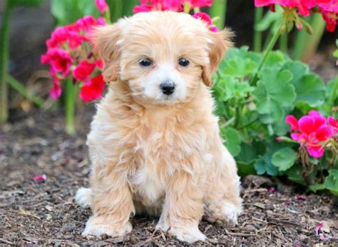 However, fans have formed a north american maltipoo/maltepoo club and registry. Cally | Maltipoo puppies for sale, Cavapoo puppies for ...
