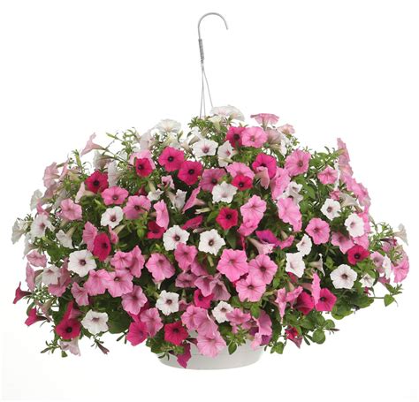 Get Proven Winner Above And Beyond Combination Hanging Basket In Mi At