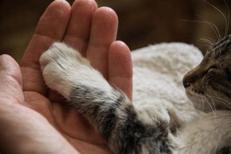 If your cat must undergo complex joint surgery, your veterinarian will likely prescribe complete cage rest (see below), with additional guidelines on how to gradually. 5 Reasons Your Cat May Have a Swollen Paw | LoveToKnow