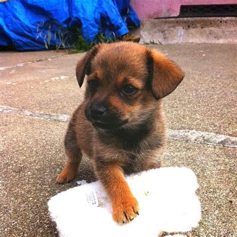 We have six puppies available two females and four males. Dachshund Mix Puppies | PETSIDI
