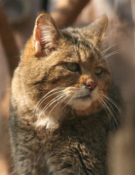 European Wildcat Felis Silvestris Life4oakforestseu