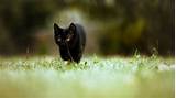 949 free images of black kitten. Little black cat cub