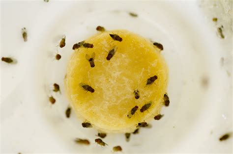 What Is The Difference Between House Flies And Fruit Flies