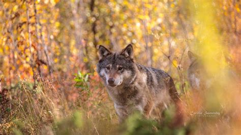 Autumn Wolves Scandinavian Gray Wolf Thanks To Everyone Wh Flickr