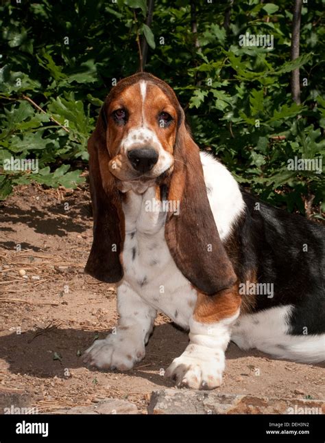 Basset Hound Puppy Sitting Stock Photo Alamy