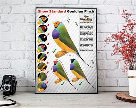 Here you can explore hq gouldian finch transparent illustrations, icons and clipart with filter setting like size, type, color etc. Gouldian FInch mutation poster | Poster, Cool wallpaper ...