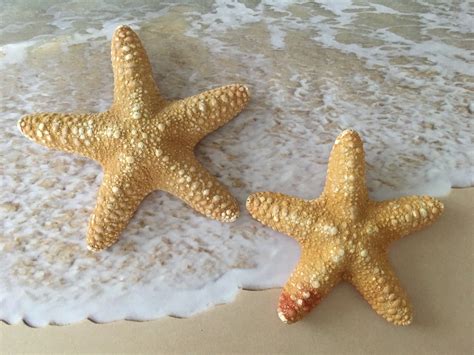 2020 popular 1 trends in home & garden, shells & starfishes, jewelry & accessories, lights & lighting with white starfish decor and 1. Coloful Beach Starfish Wall Decor, small Starfish Wall ...