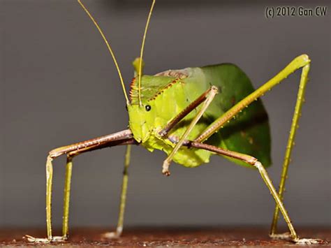 14 Of The Worlds Weirdest Insects Explore Awesome Activities And Fun