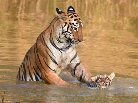 Welcome To Mr Globalnews Adorable Photos Of A Tiger Bathing Her Cub
